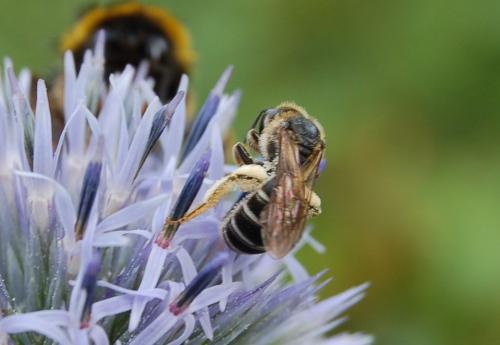 Halictus sp.